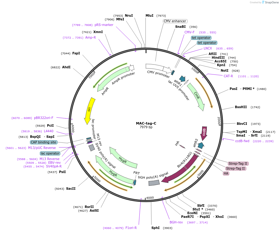 108077-plasmid-map-sequence-id-246508