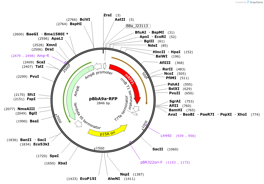 126082-plasmid-map-sequence-id-246511