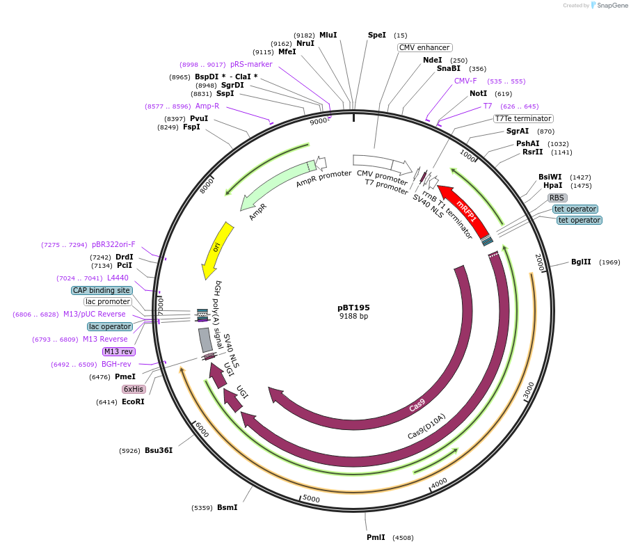 127843-plasmid-map-sequence-id-246515