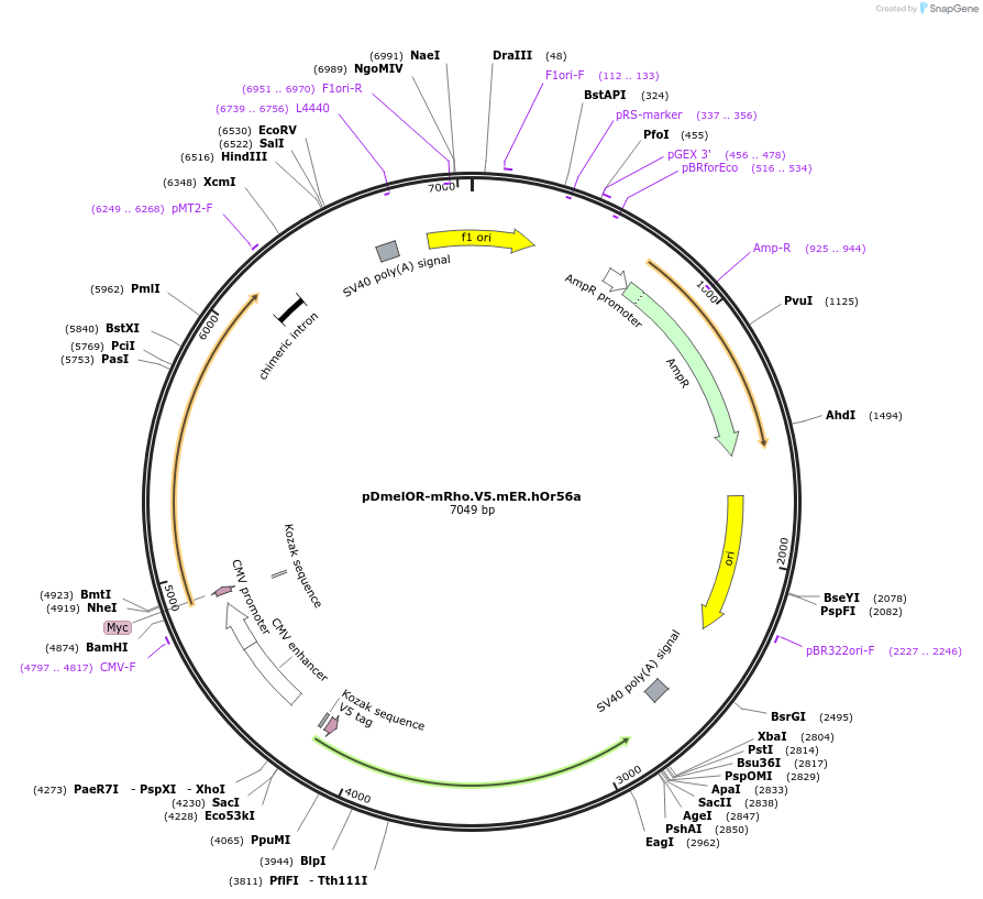 126479-plasmid-map-sequence-id-246521