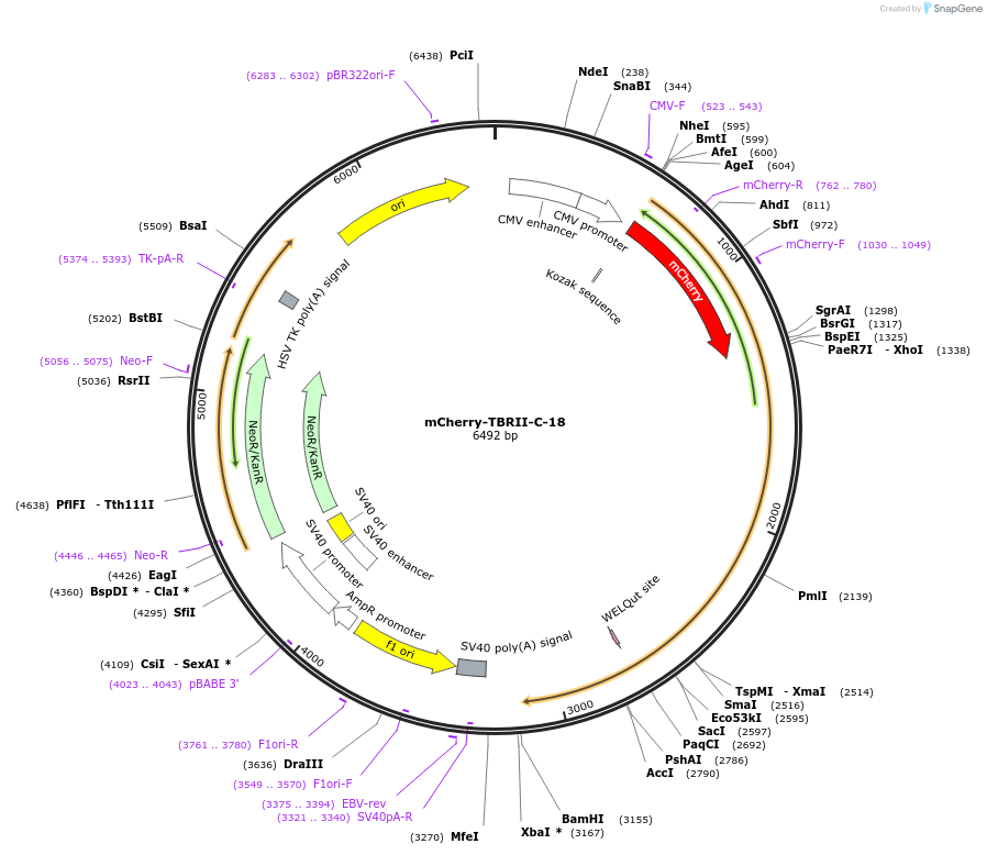 55141-plasmid-map-sequence-id-246534