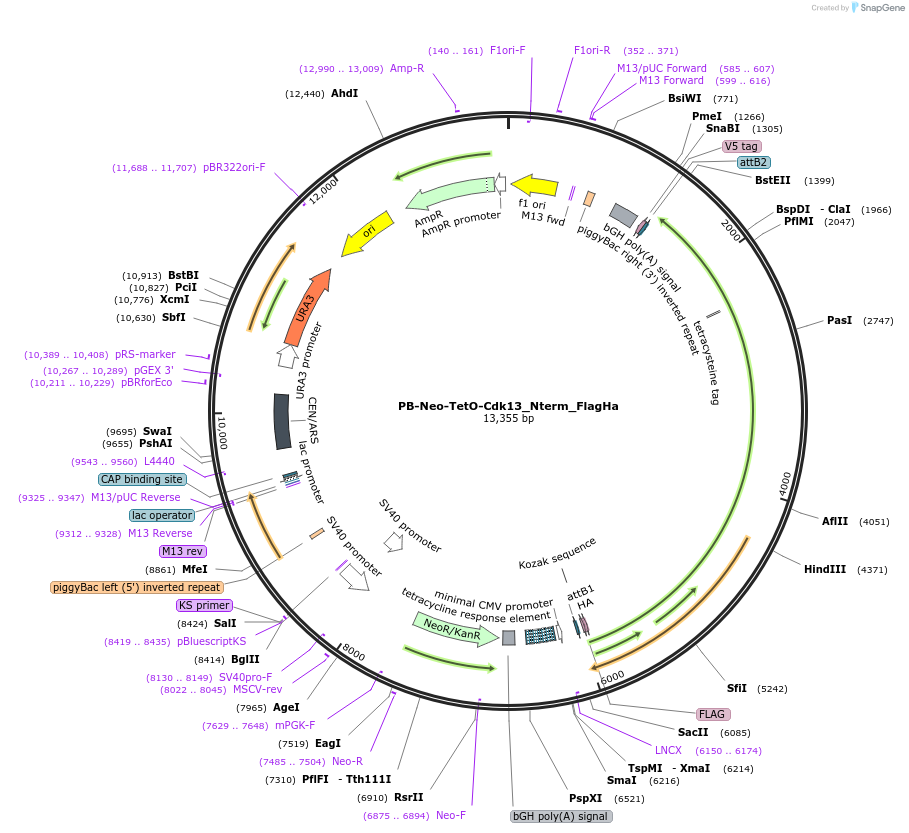 127345-plasmid-map-sequence-id-246535