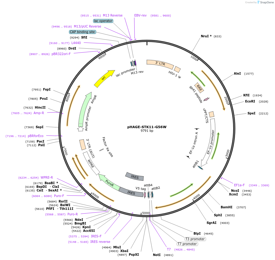 116687-plasmid-map-sequence-id-246536