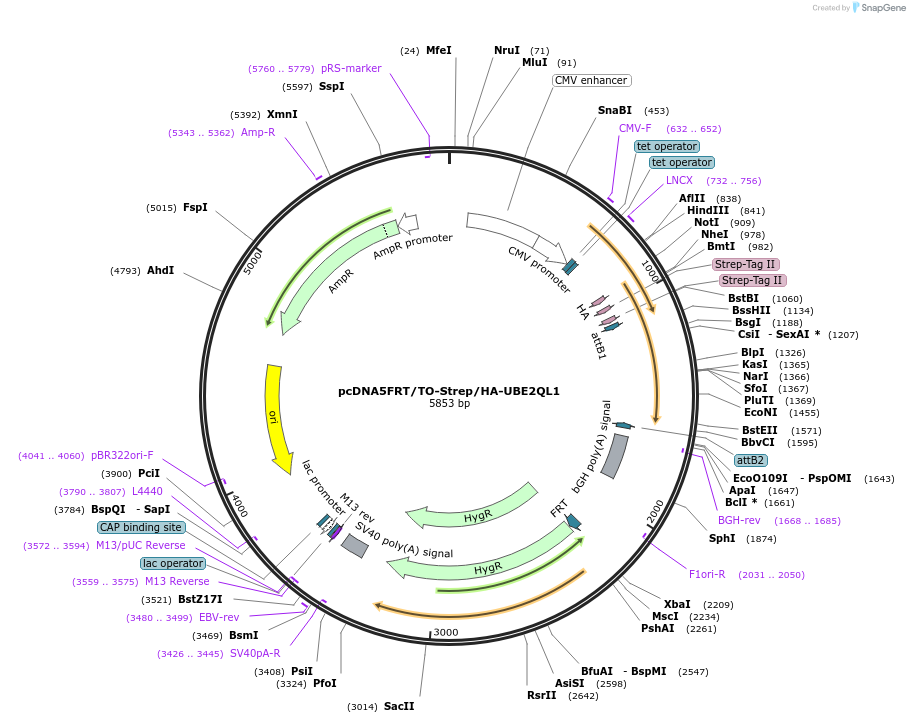 124665-plasmid-map-sequence-id-246542