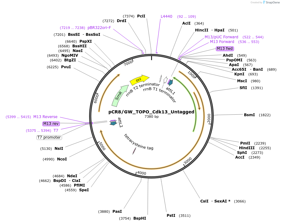 127342-plasmid-map-sequence-id-246546
