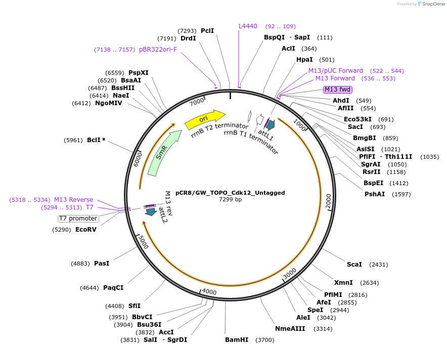 127176-plasmid-map-sequence-id-246559
