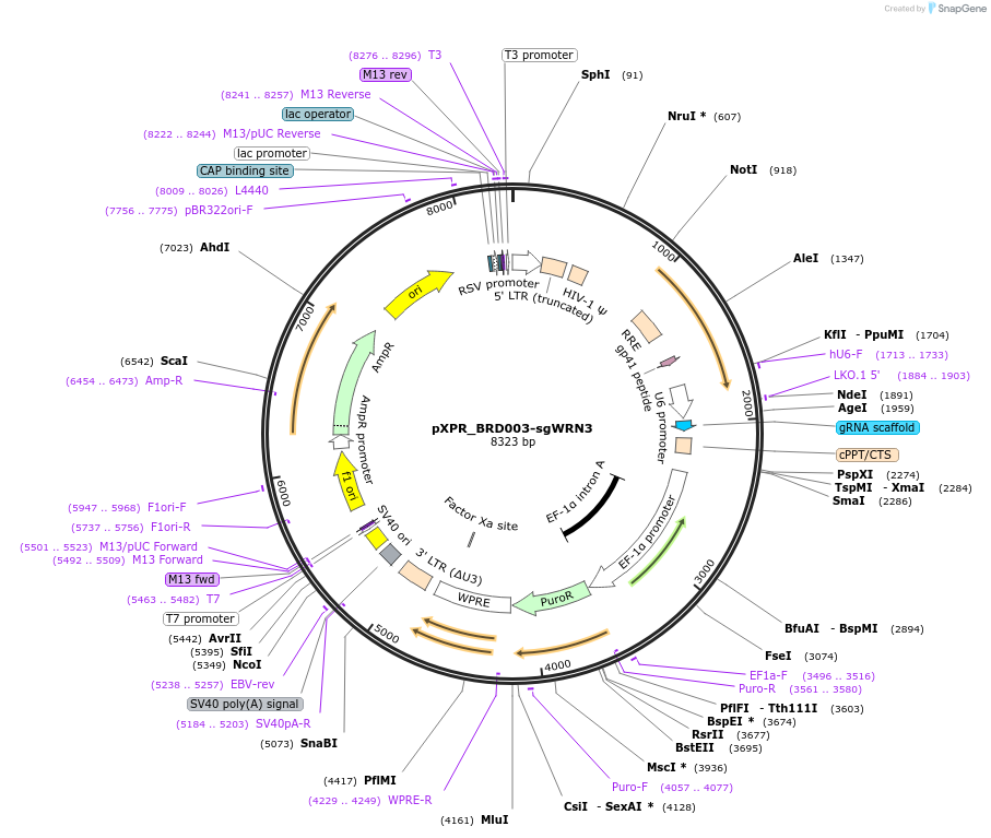 125773-plasmid-map-sequence-id-246563