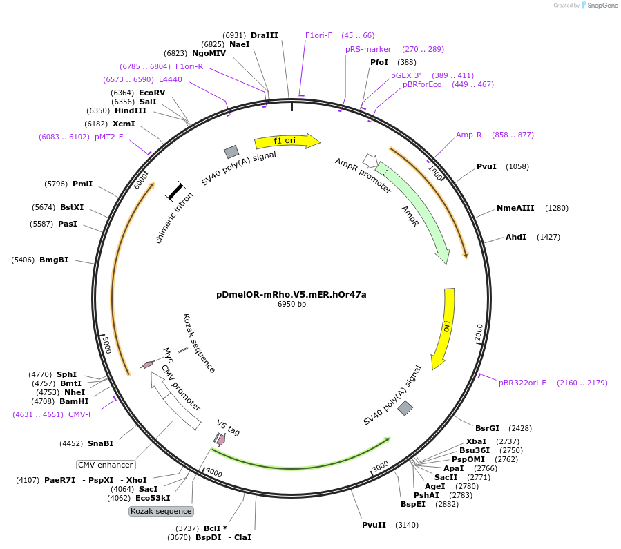 126478-plasmid-map-sequence-id-246565