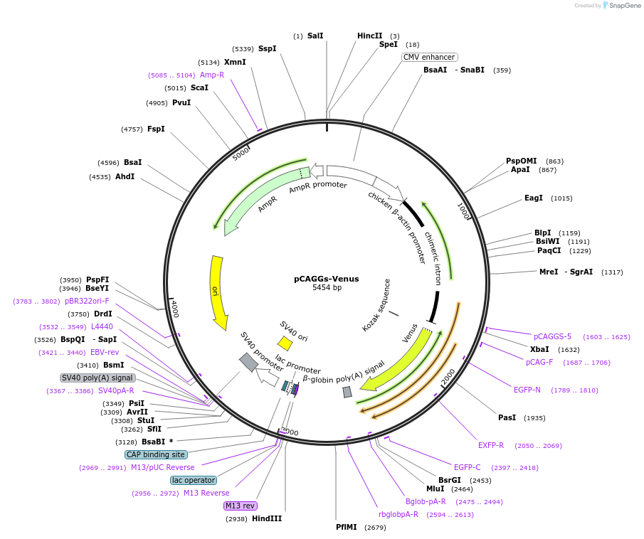 127346-plasmid-map-sequence-id-246571
