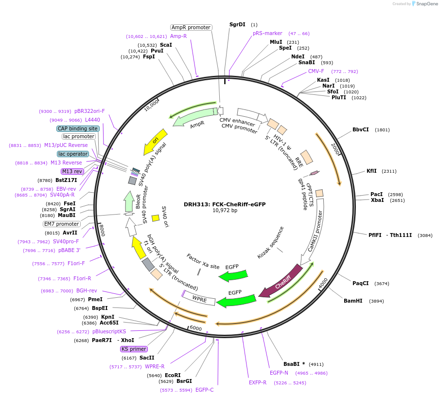 51693-plasmid-map-sequence-id-246572