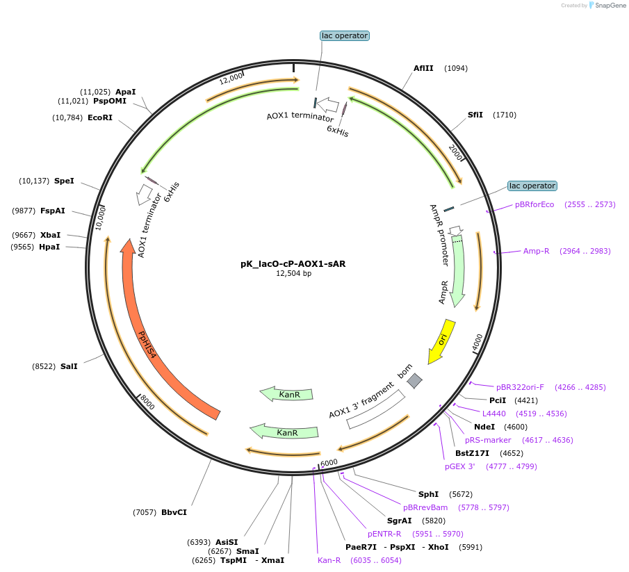 126743-plasmid-map-sequence-id-246575