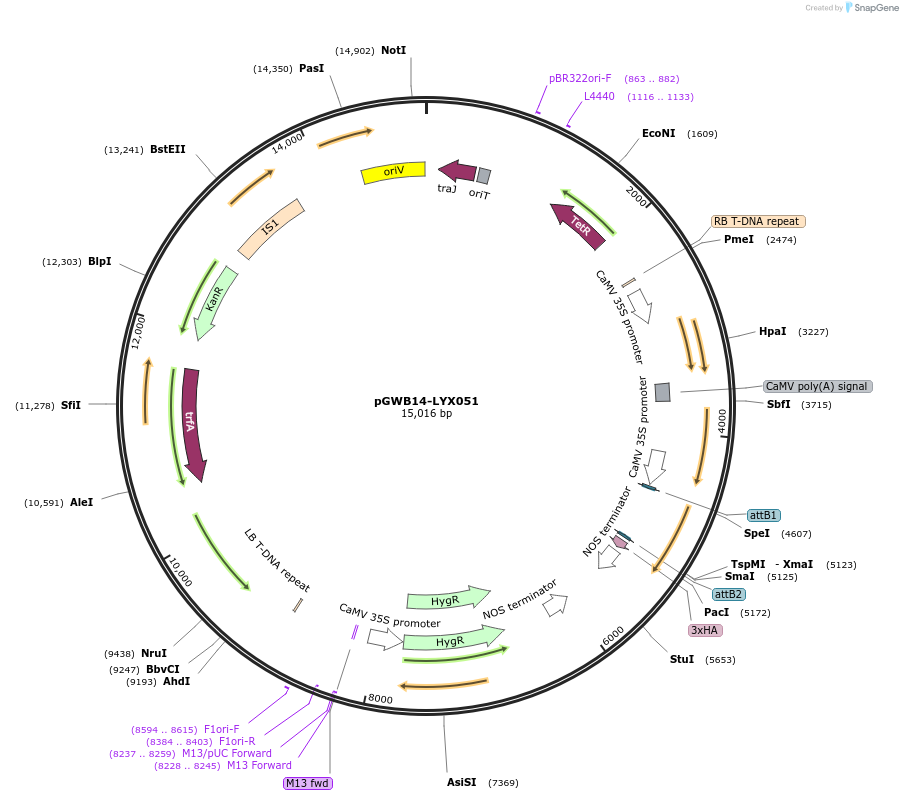 126269-plasmid-map-sequence-id-246580