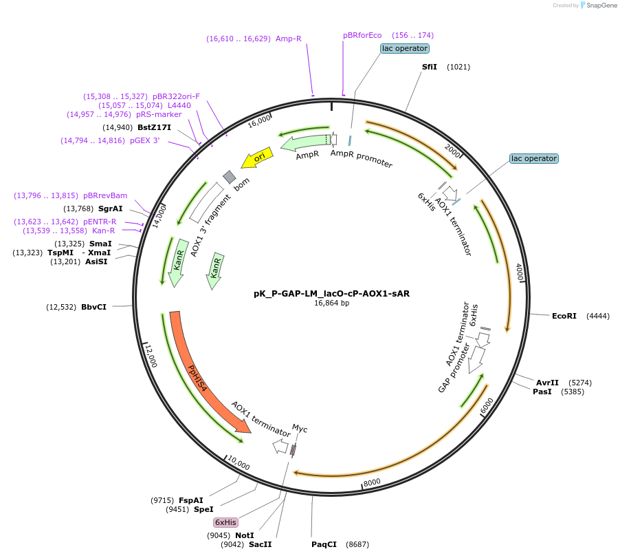 126745-plasmid-map-sequence-id-246582