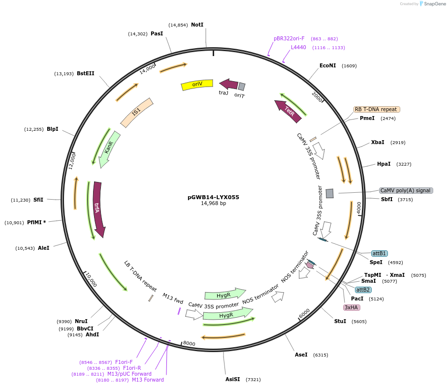 126273-plasmid-map-sequence-id-246587