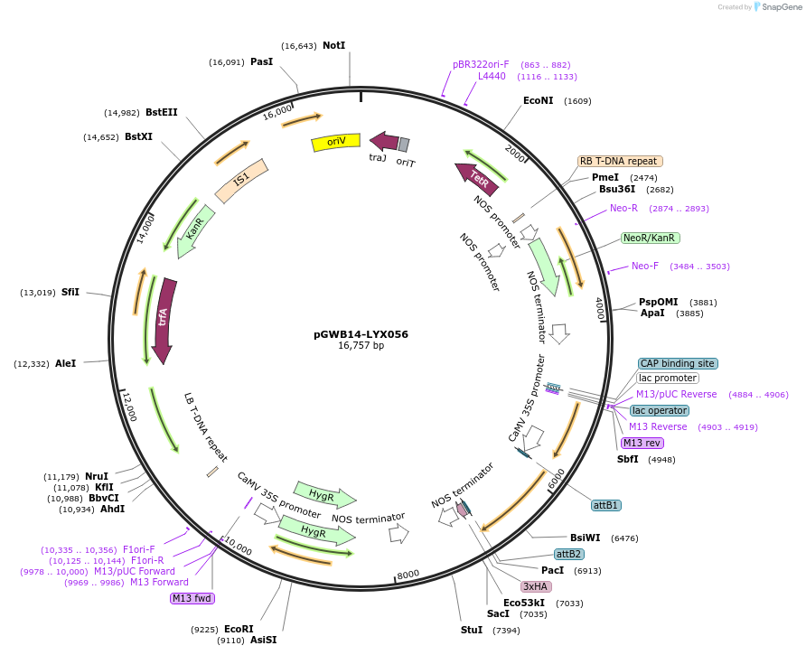 126274-plasmid-map-sequence-id-246589