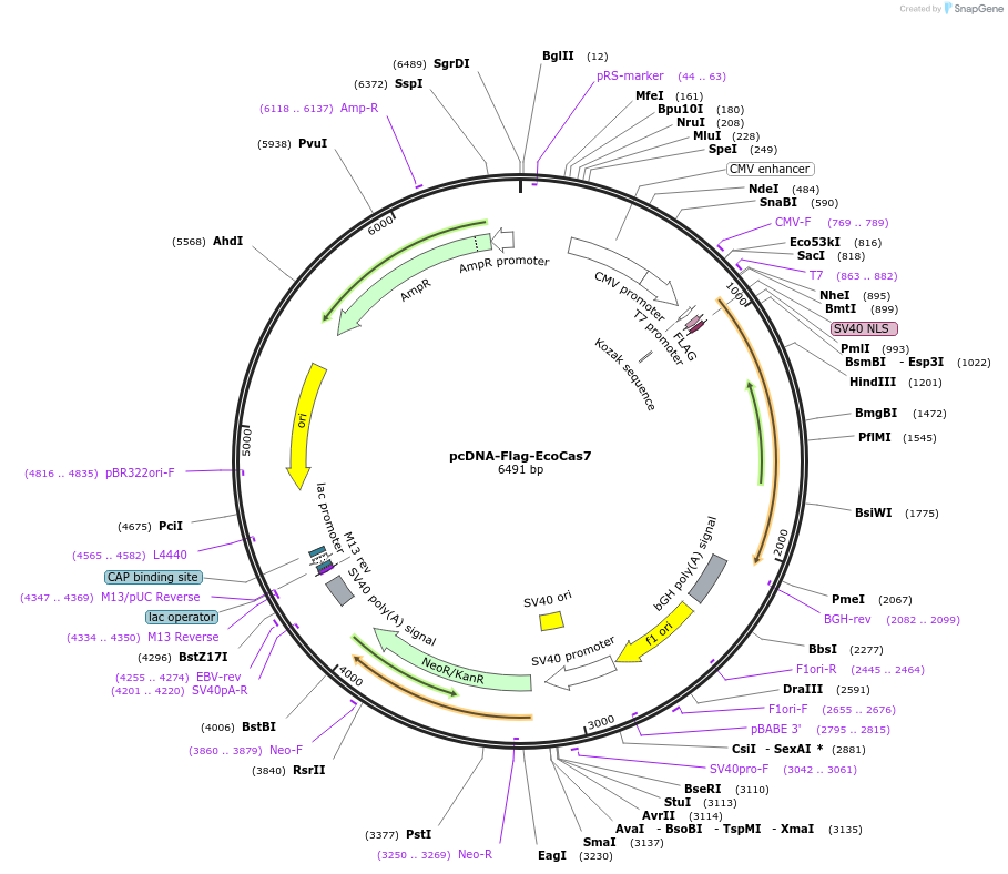 106272-plasmid-map-sequence-id-246605