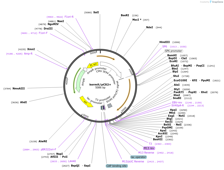 16309-plasmid-map-sequence-id-246608