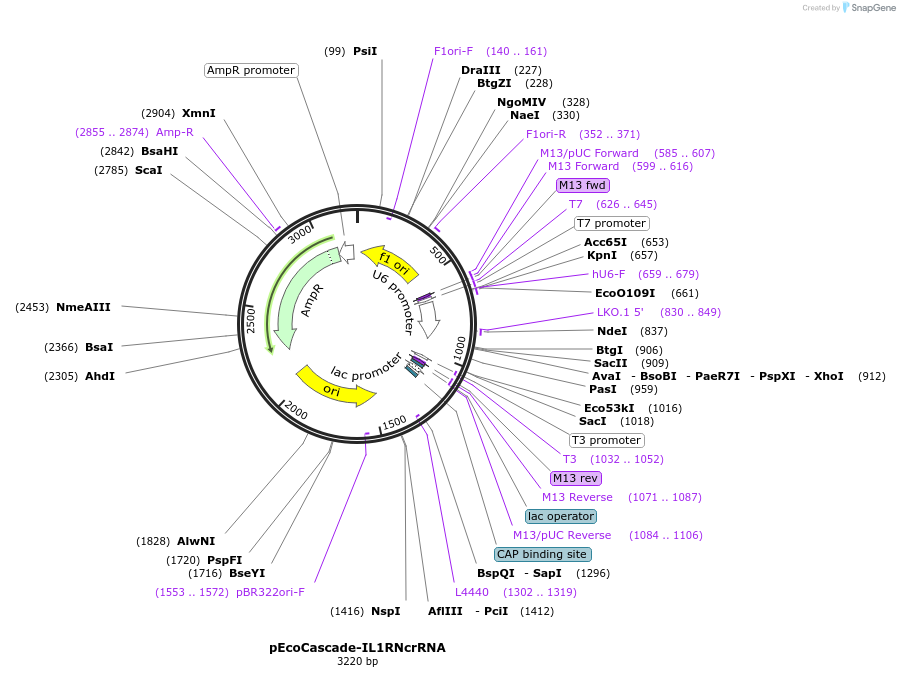 126481-plasmid-map-sequence-id-246610