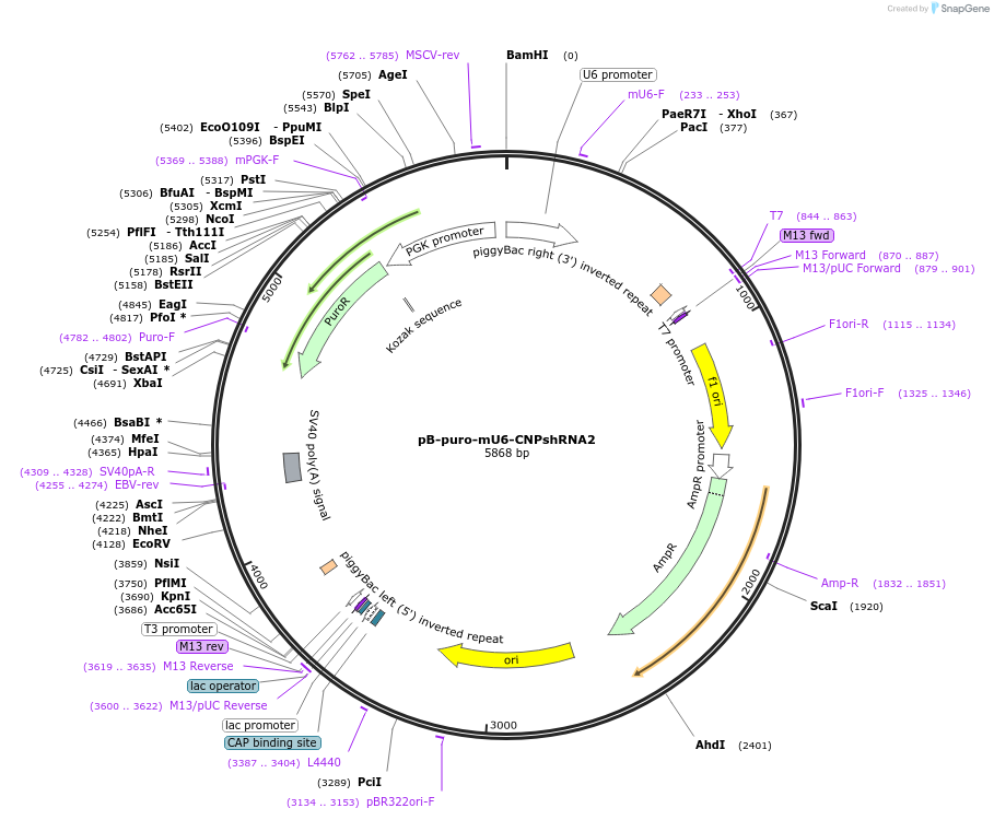 126612-plasmid-map-sequence-id-246618