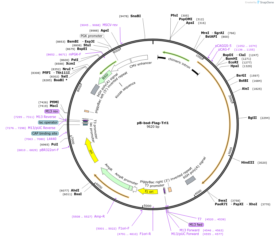 126609-plasmid-map-sequence-id-246624
