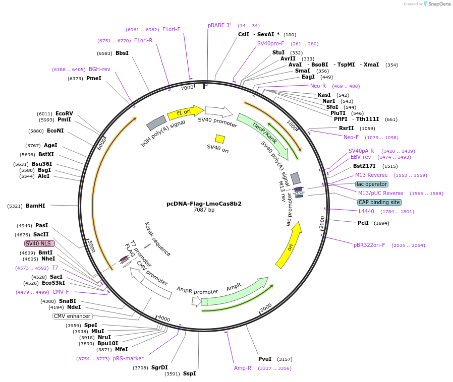 126482-plasmid-map-sequence-id-246628