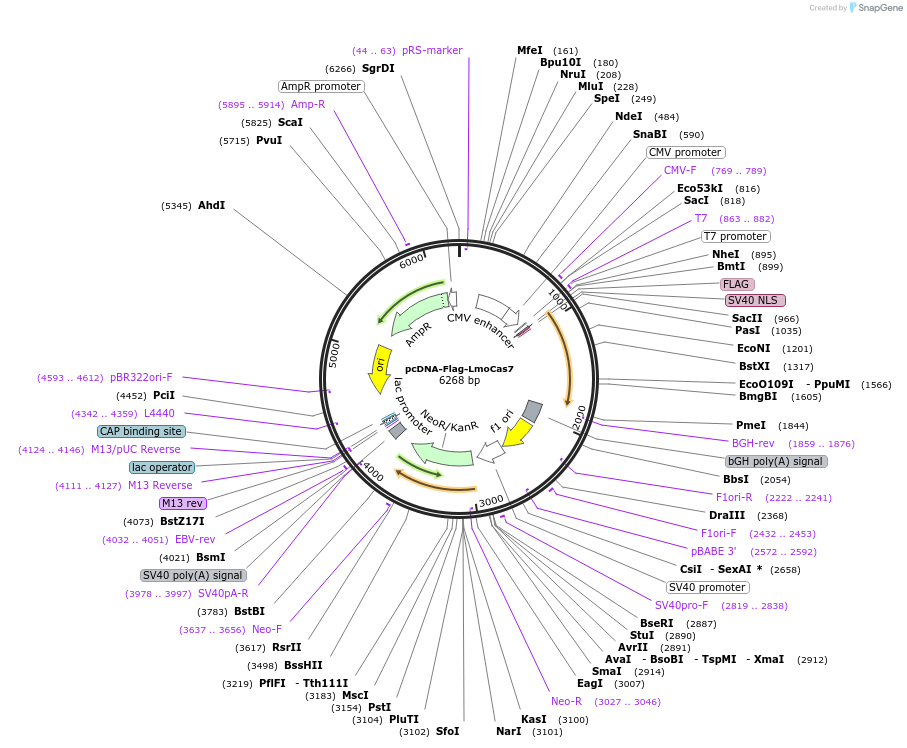 126483-plasmid-map-sequence-id-246629