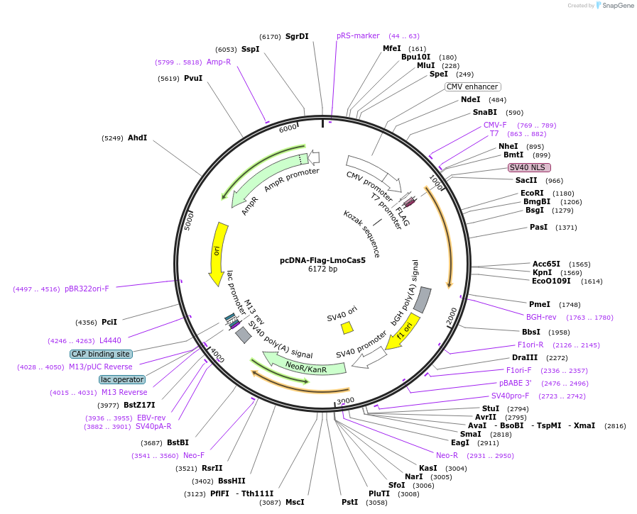 126484-plasmid-map-sequence-id-246630