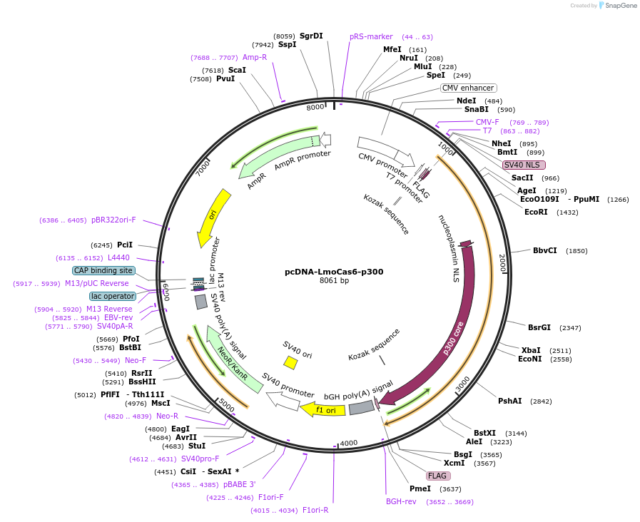 126486-plasmid-map-sequence-id-246633