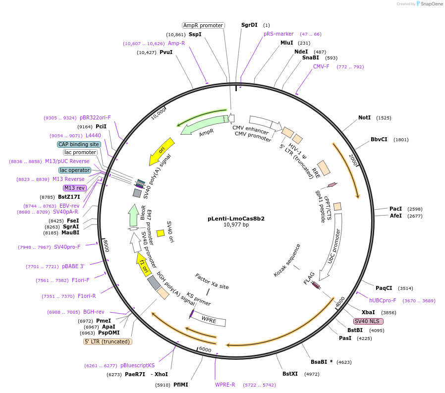 126488-plasmid-map-sequence-id-246639