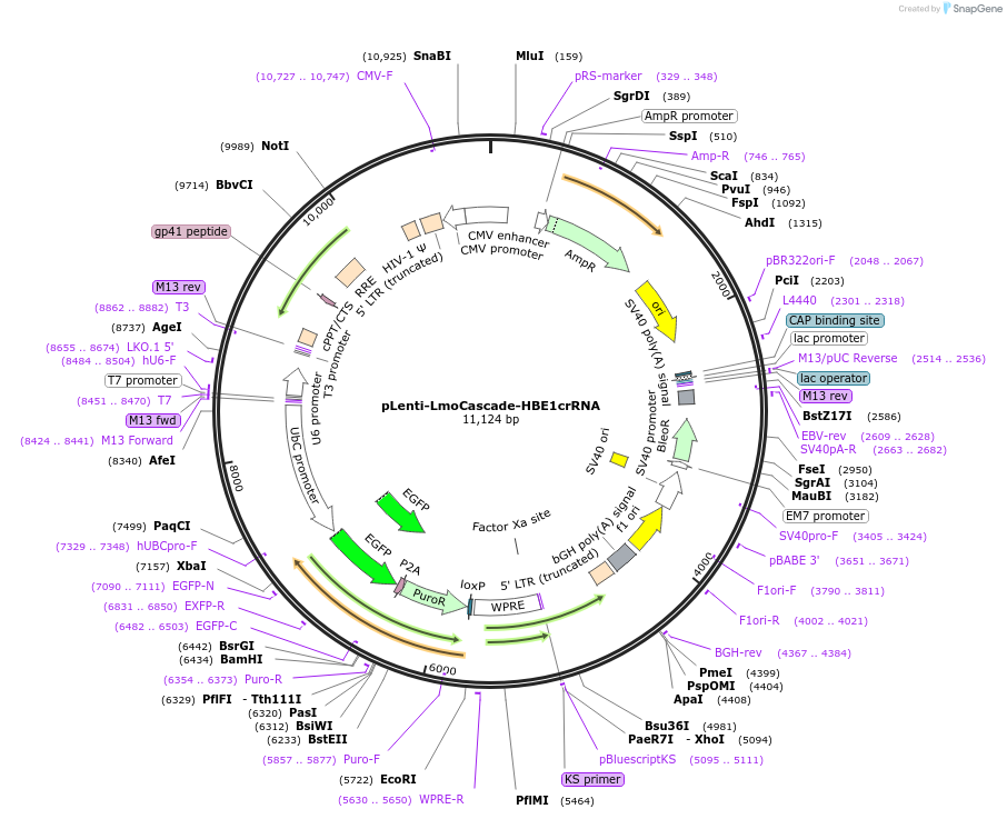 126494-plasmid-map-sequence-id-246714