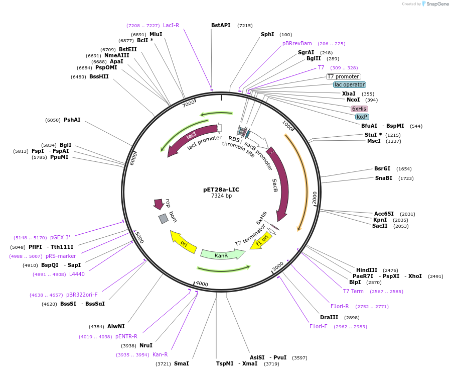 26094-plasmid-map-sequence-id-246717