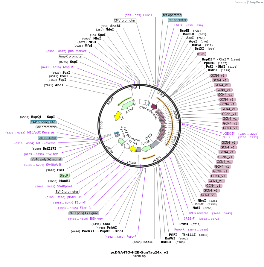 60911-plasmid-map-sequence-id-246719