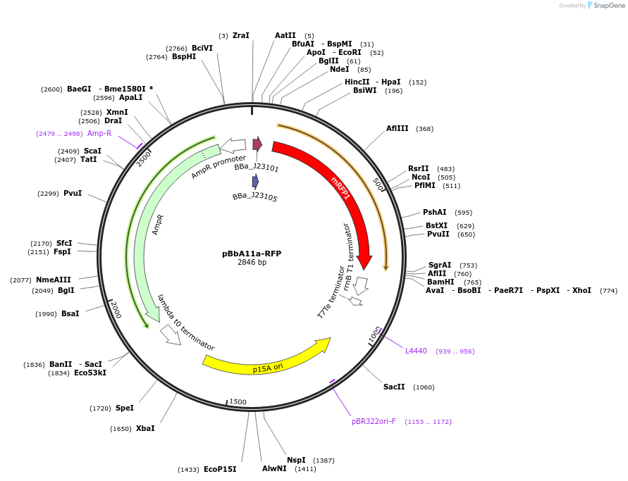 126084-plasmid-map-sequence-id-246720