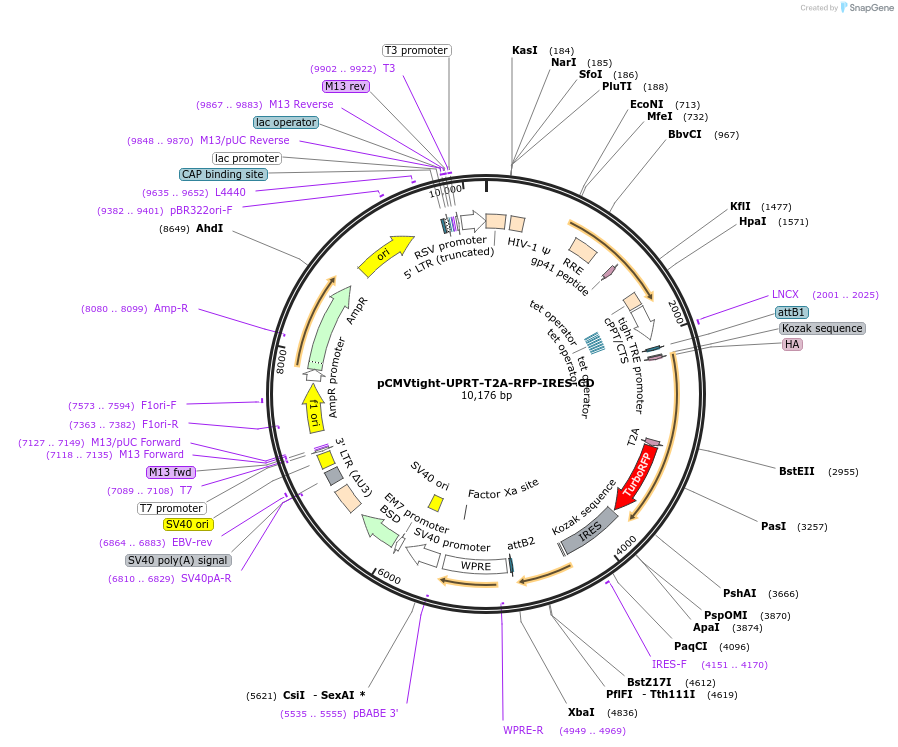 126677-plasmid-map-sequence-id-246721
