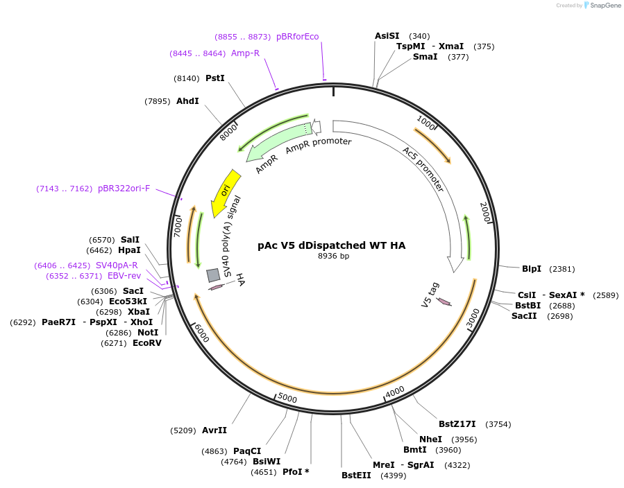 126405-plasmid-map-sequence-id-246736
