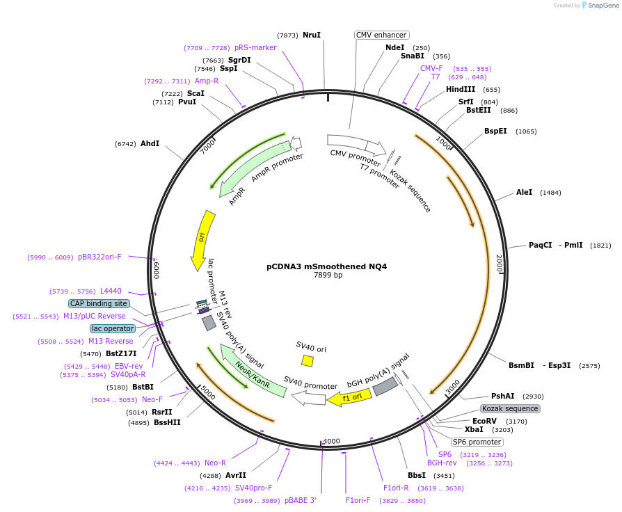 126407-plasmid-map-sequence-id-246740