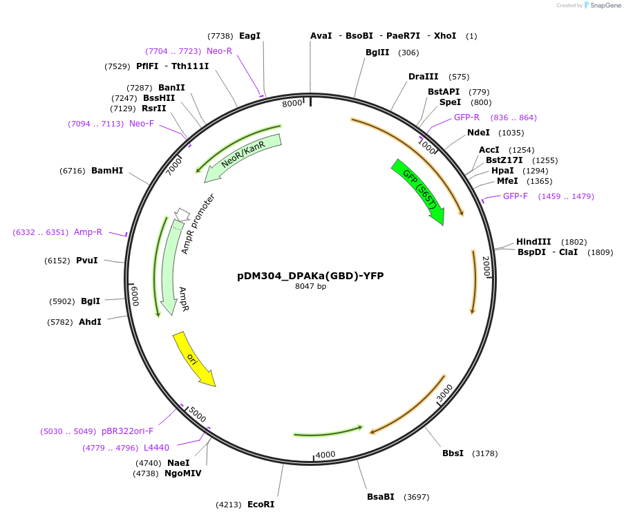 128699-plasmid-map-sequence-id-246777