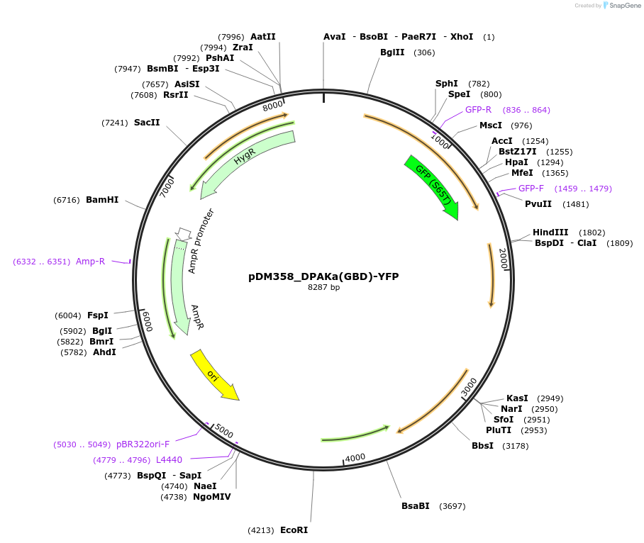 128700-plasmid-map-sequence-id-246778