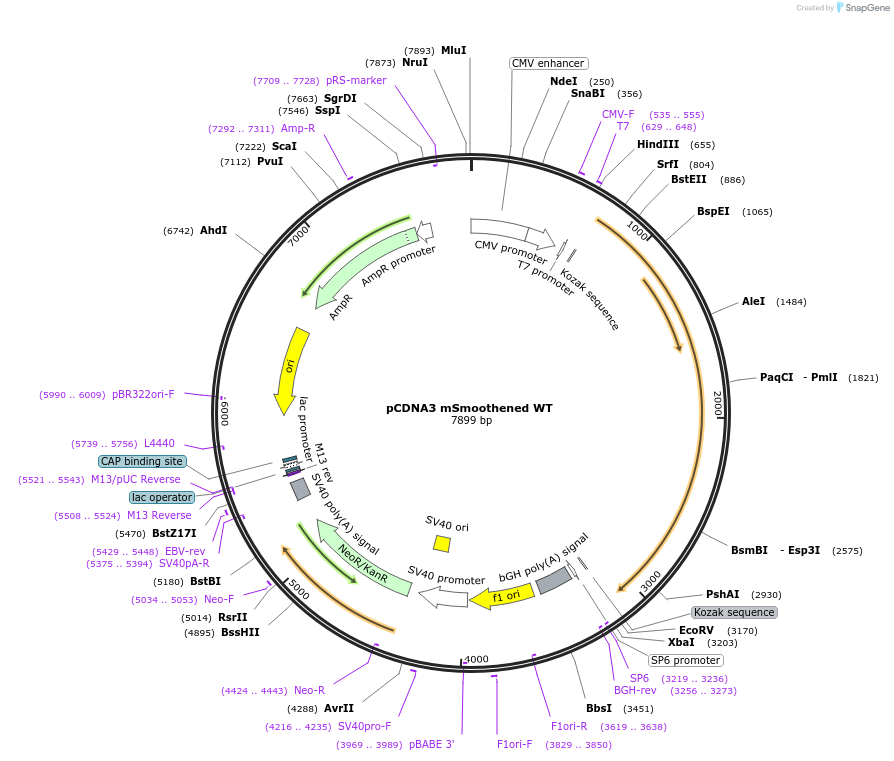 126408-plasmid-map-sequence-id-246836