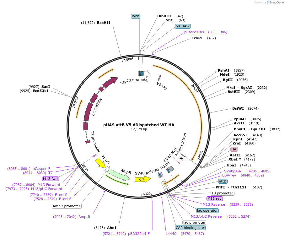126411-plasmid-map-sequence-id-246857