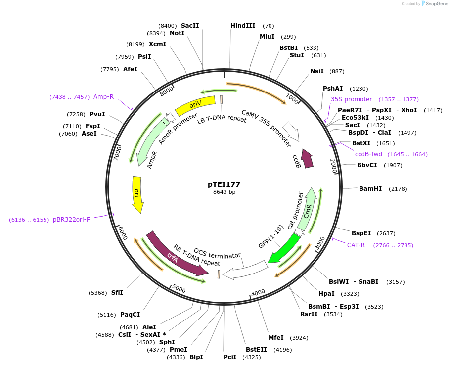 126077-plasmid-map-sequence-id-246860