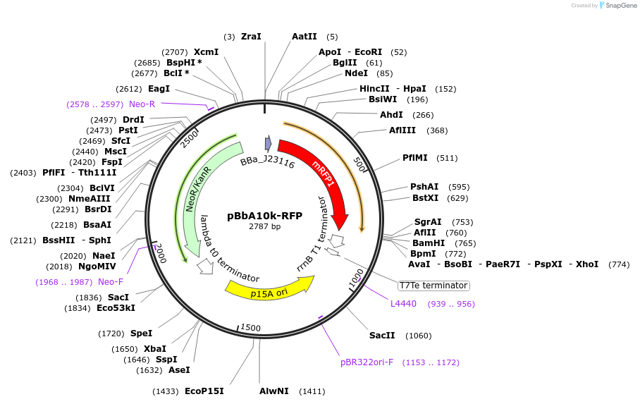 126089-plasmid-map-sequence-id-246865
