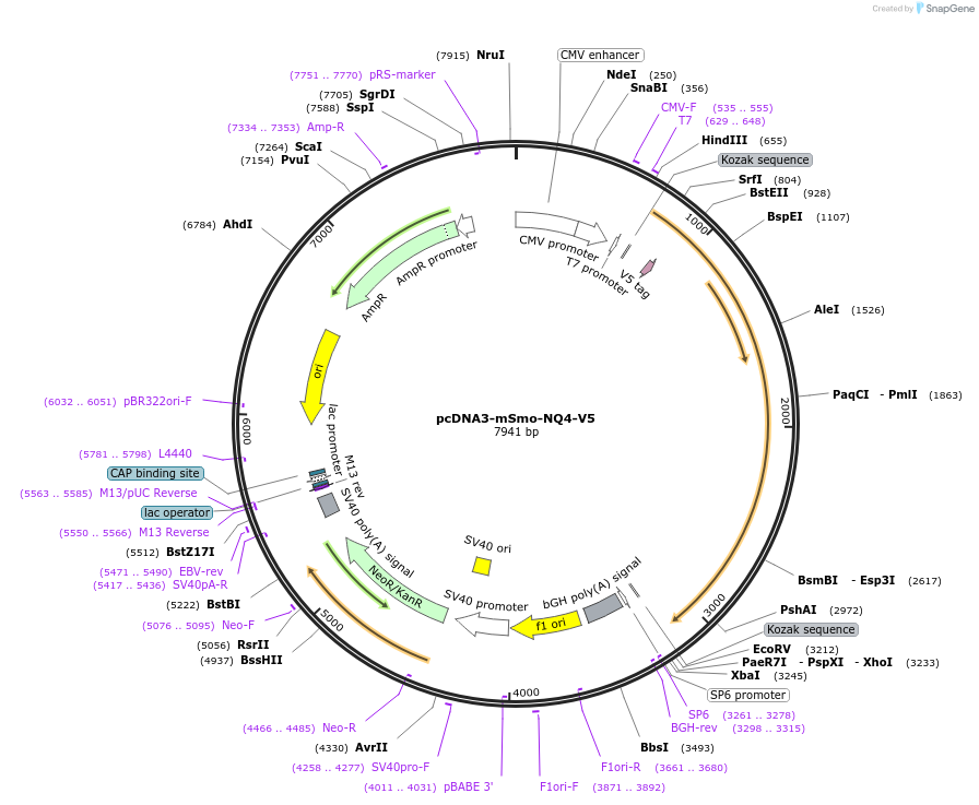 126416-plasmid-map-sequence-id-246899