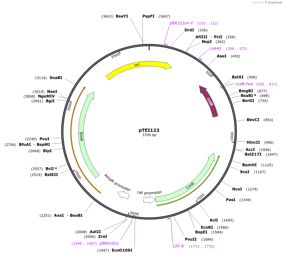 126062-plasmid-map-sequence-id-246904