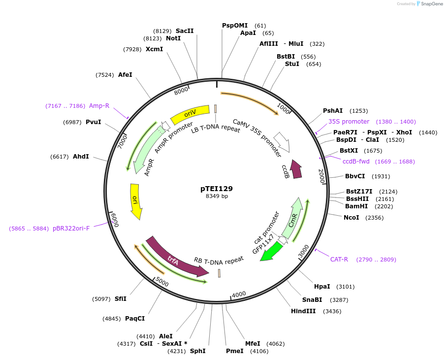 126210-plasmid-map-sequence-id-246910