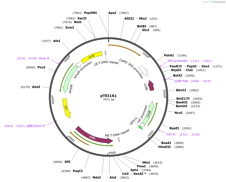 126211-plasmid-map-sequence-id-246913
