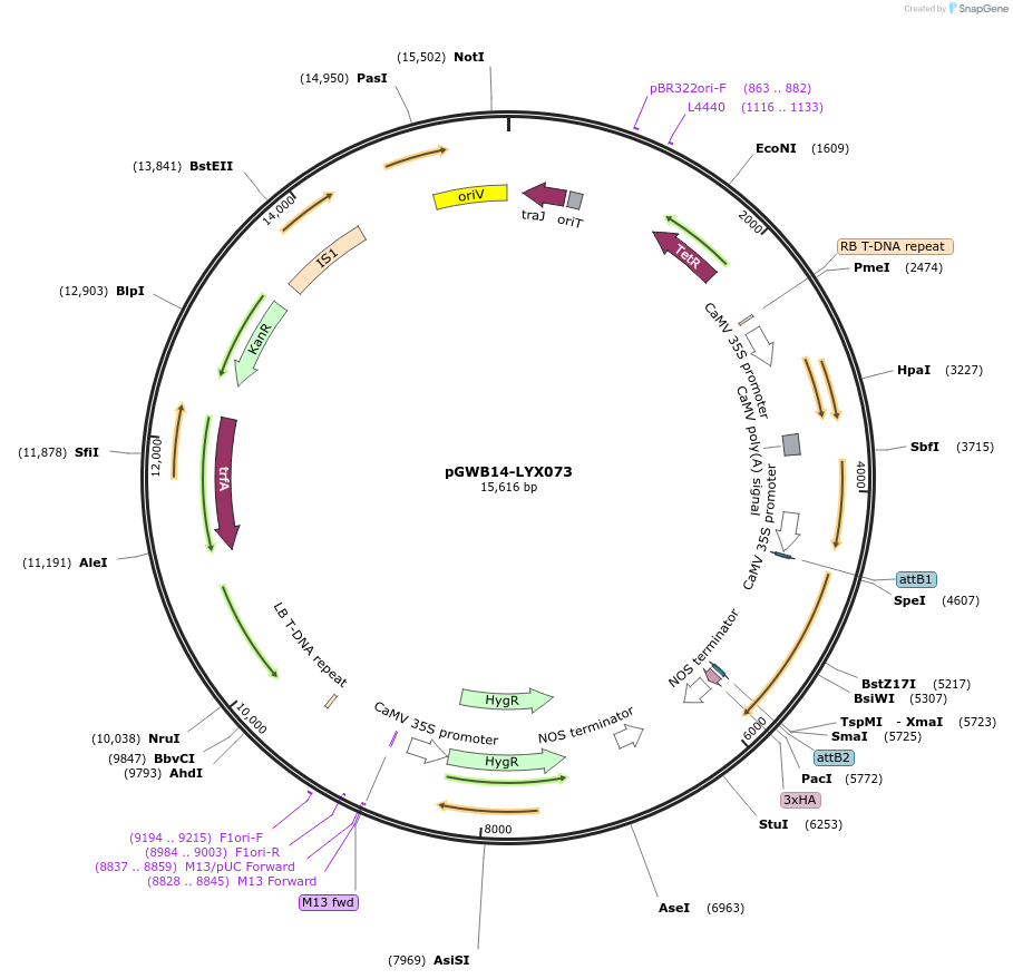 126291-plasmid-map-sequence-id-246930