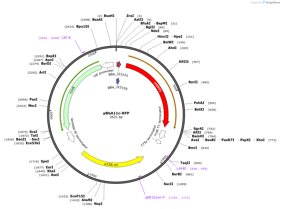 126096-plasmid-map-sequence-id-246935