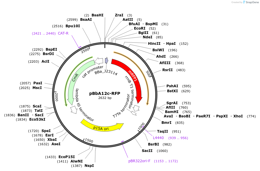 126097-plasmid-map-sequence-id-246943