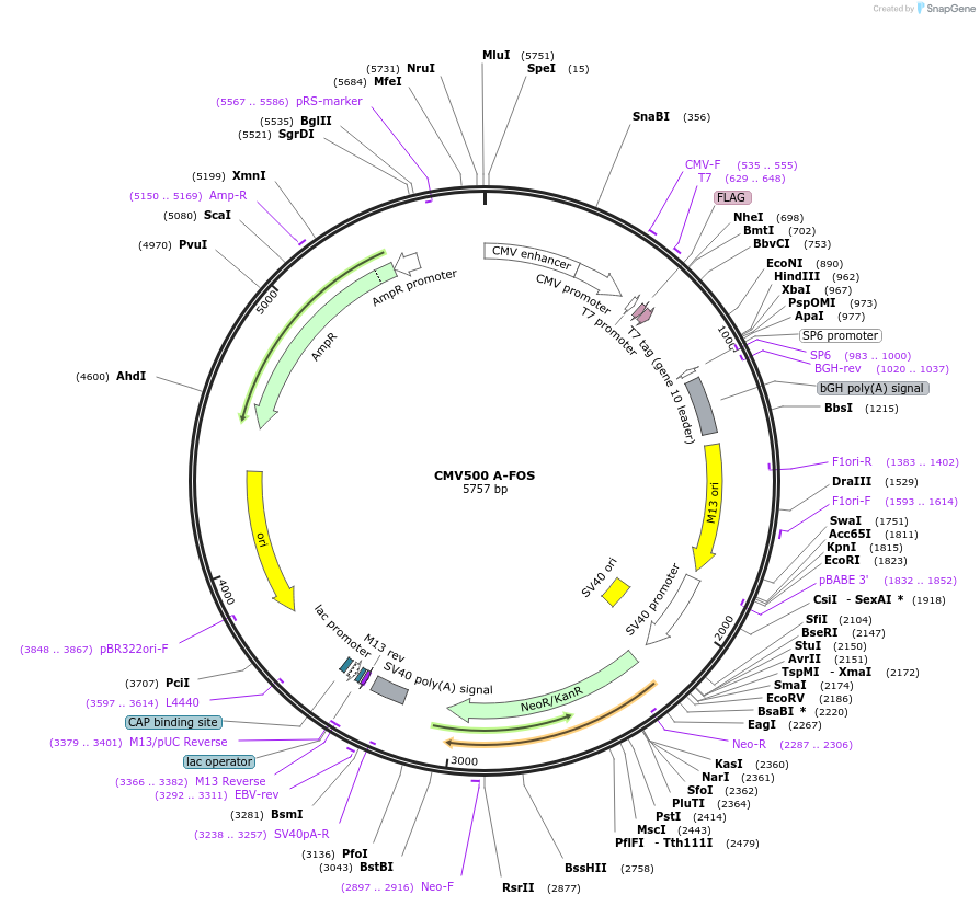 33353-plasmid-map-sequence-id-246947